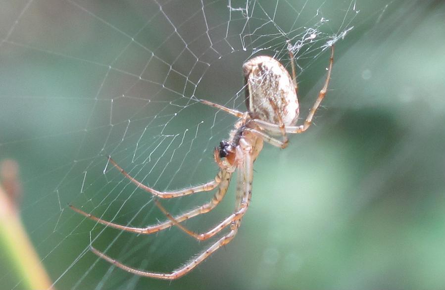 Metellina sp.